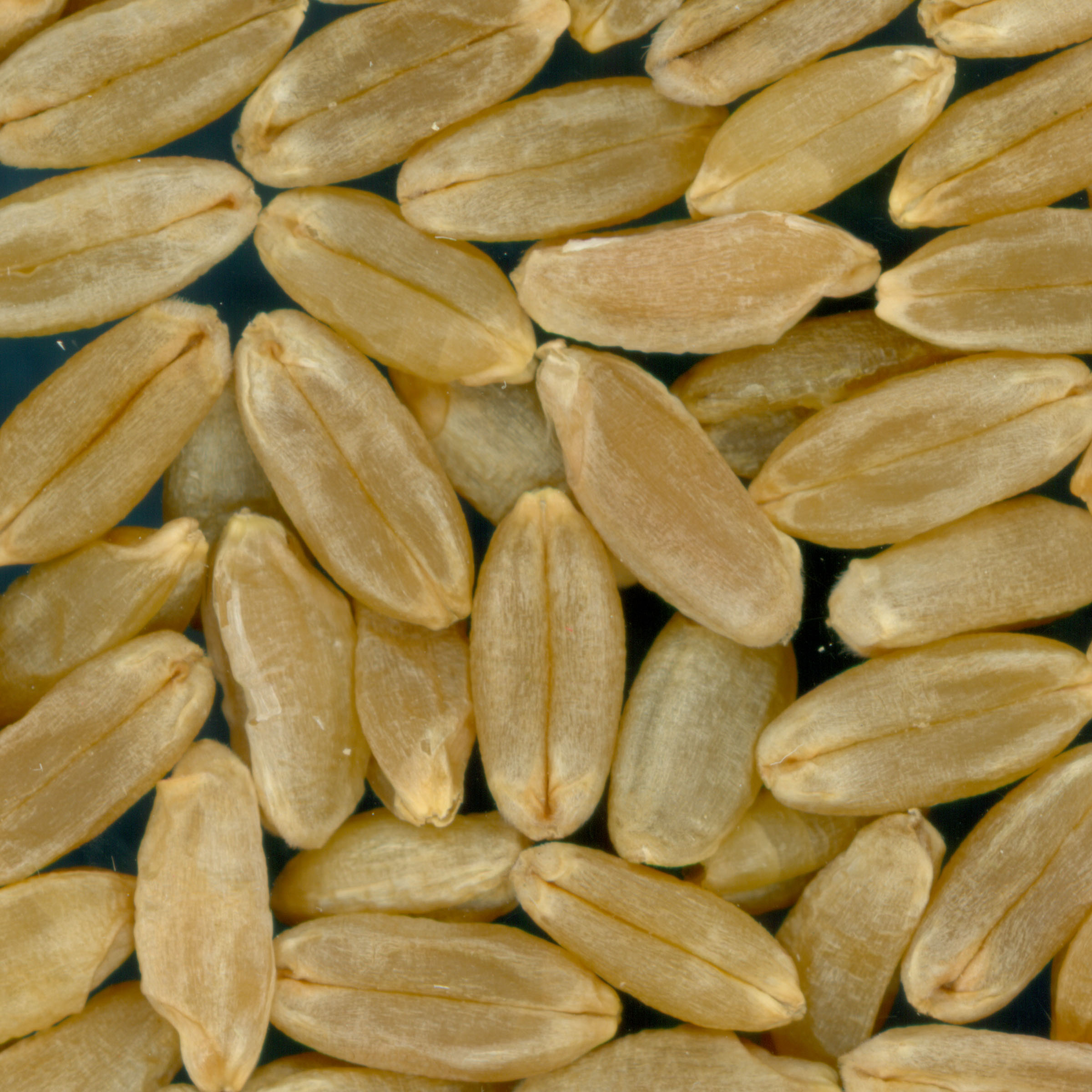 Click for 3 image(s) for this accession. KERNELS